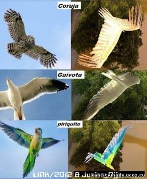 Живые птицы